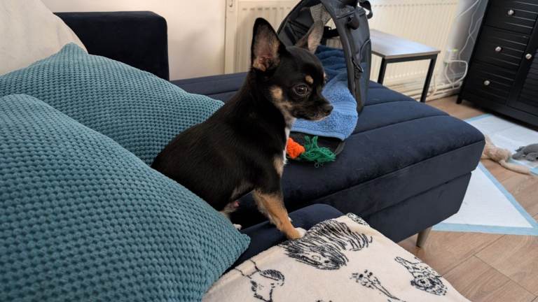 Chihuahua 9 Months Old