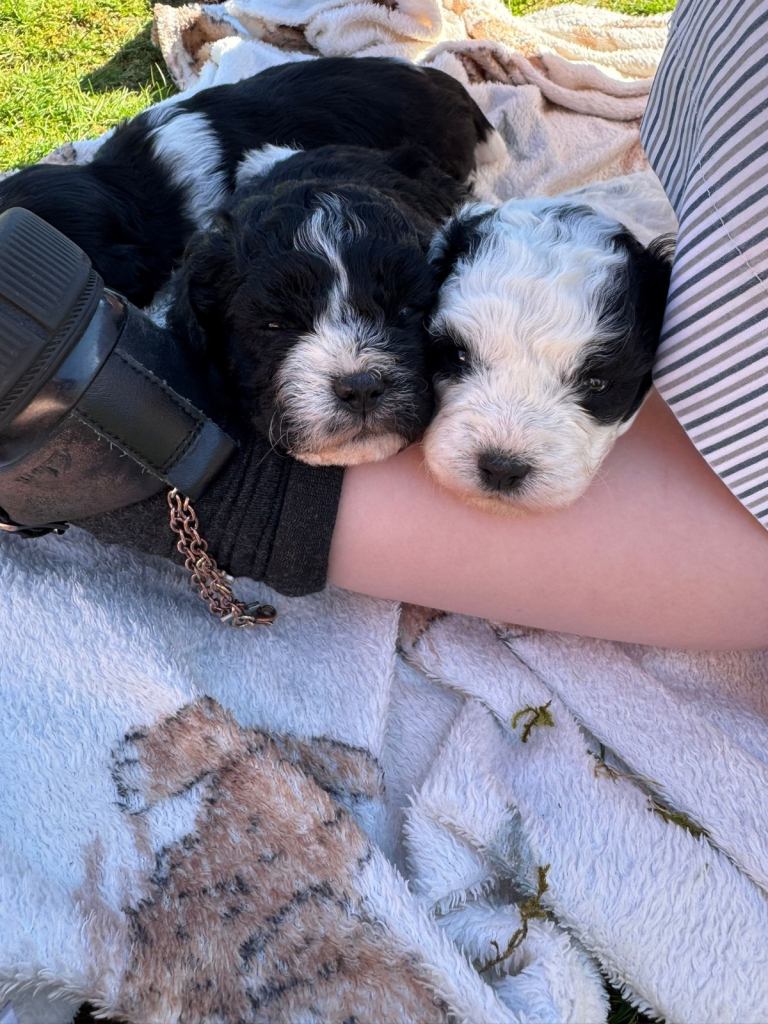 Schion puppies 