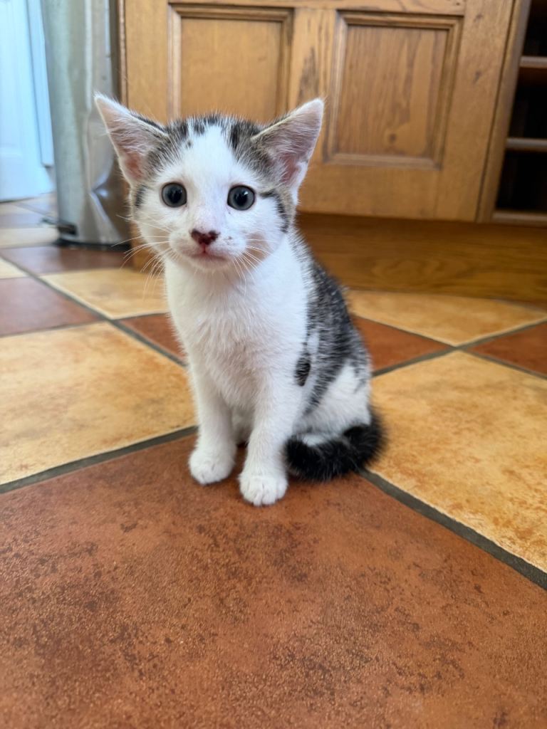Kitten
