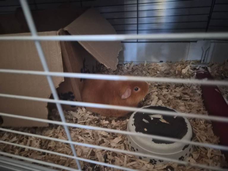 Guinea pig + 