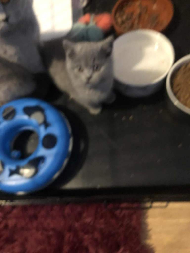 Beautiful British blue. Shorthair kitten 