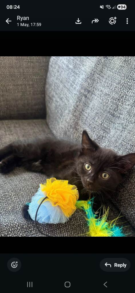 Absolutely gorgeous kitten, ready for his forever home!