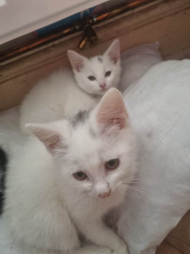 2 white ragdoll cross kittens left for sale!