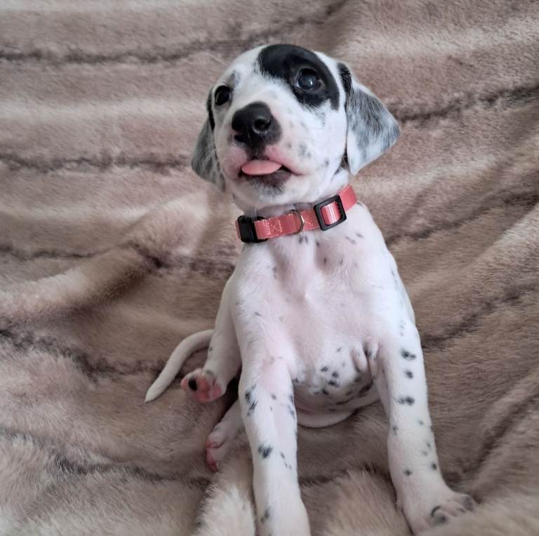 🖤🤍 Stunning Dalmatian Puppies – Raised with Love 🖤🤍