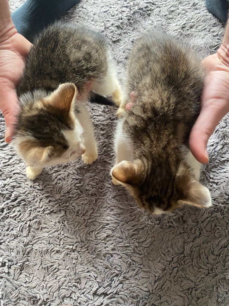 2 kittens 