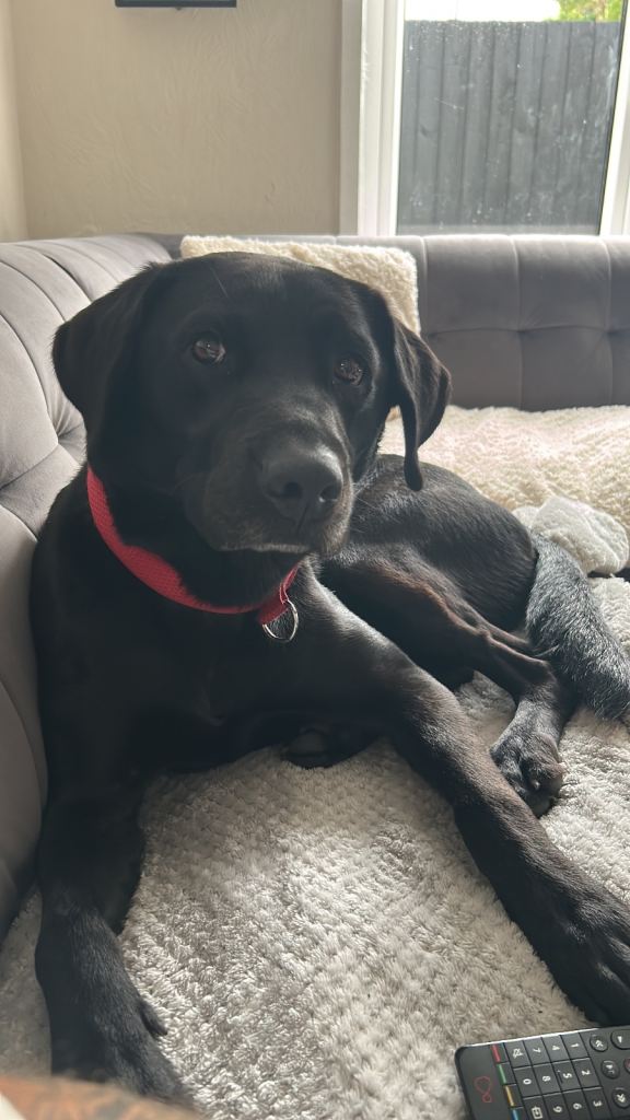 Loving Black Labrador 