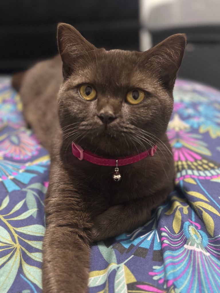 Chocolate BSH female