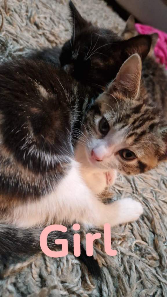 Kittens for sale £80