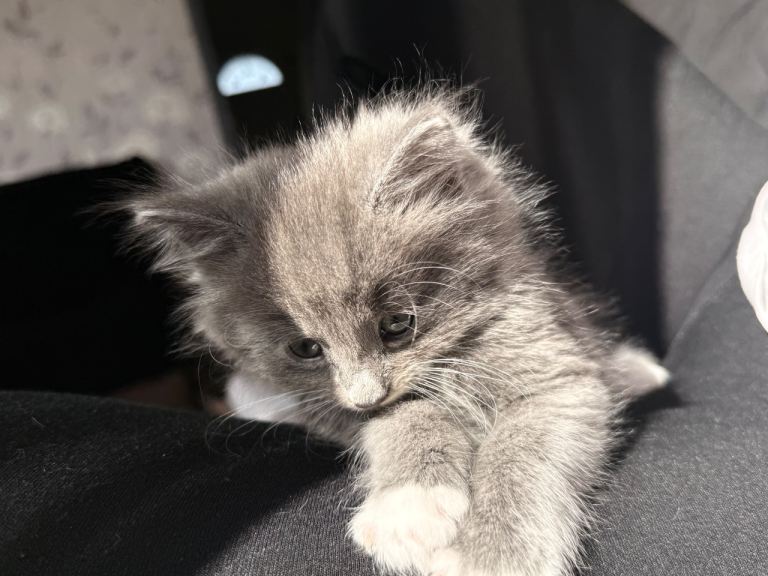 🐾 Beautiful kitten fluffy