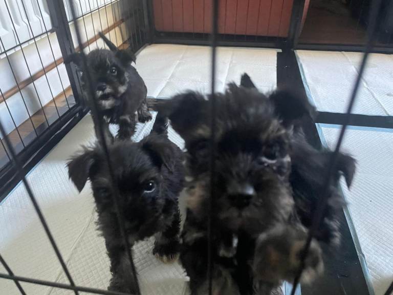 Mini Schnauzers
