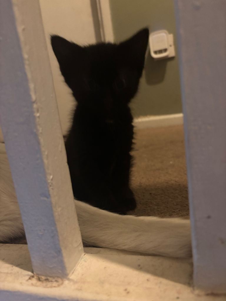 Kittens ready to leave 