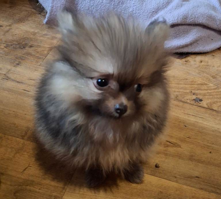 Toy pomeranian pup 