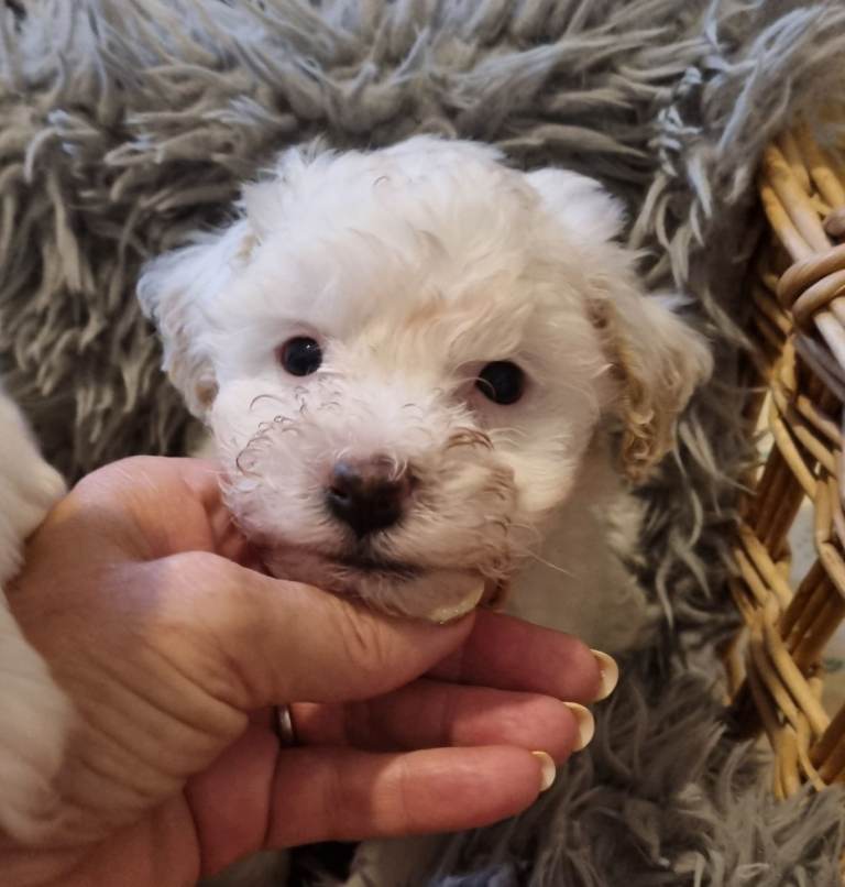 Maltipoo x2 1 boy 1 girl