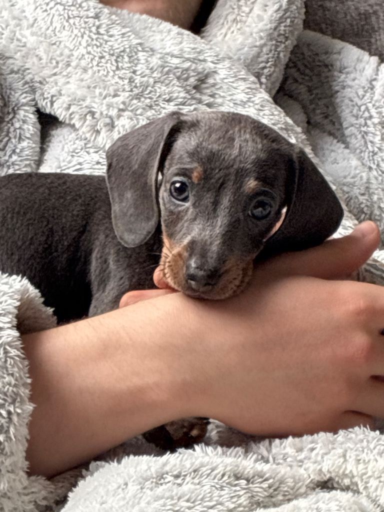 kc reg miniature dachshund boy for sale