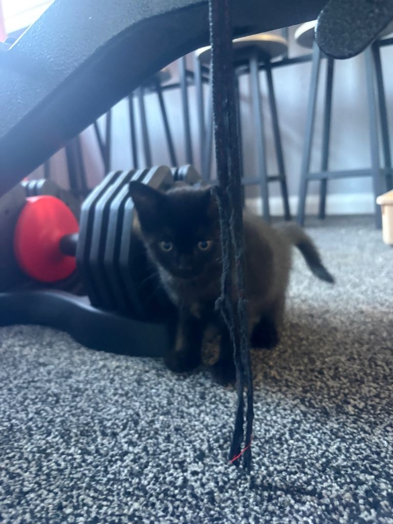 Half bengal female kitten (ready now) £50. 