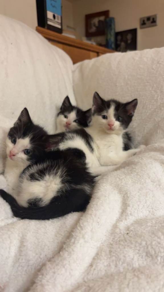 Kittens £50 each