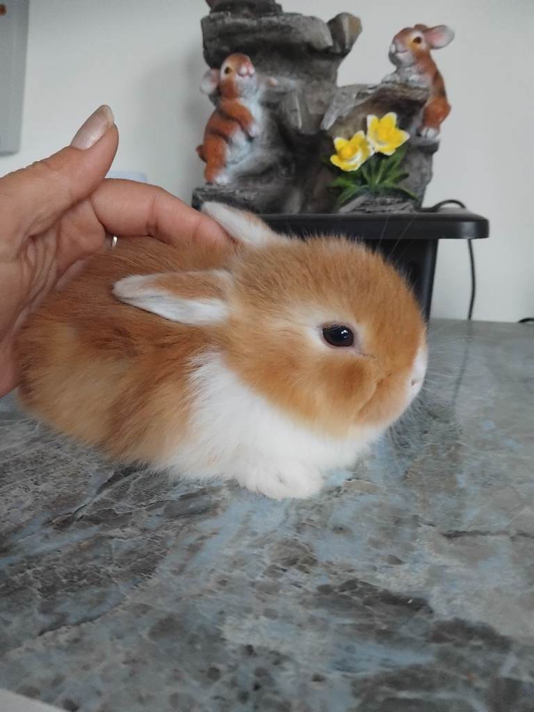 Baby lops. Only 2 left now 