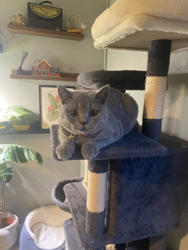 Active registered GCCF British short hair female kitten 