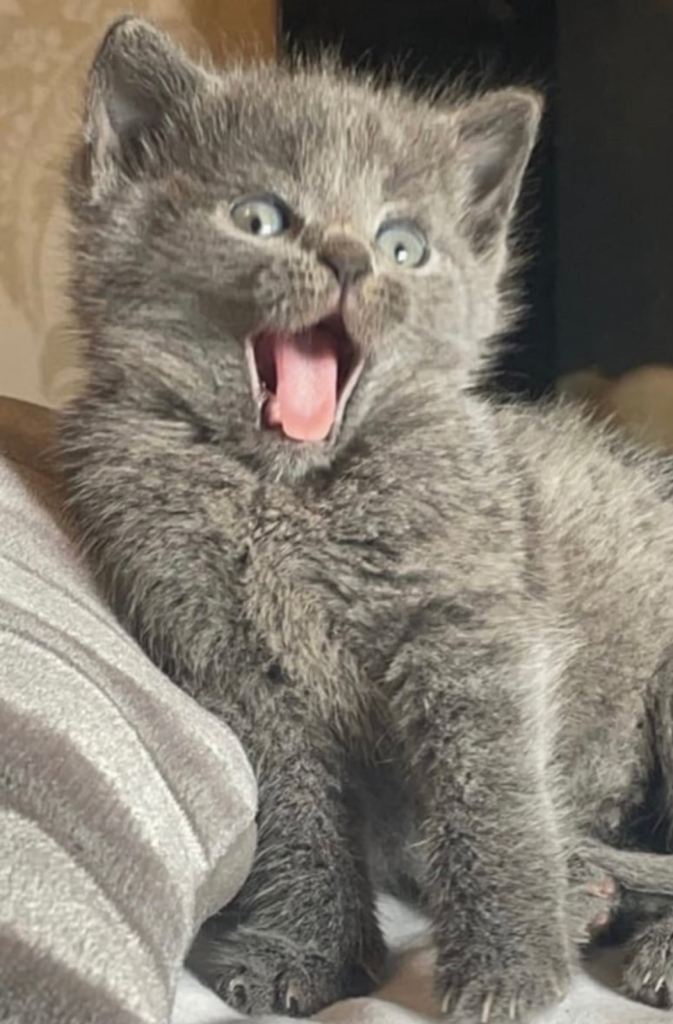 Blue Russian Kittens