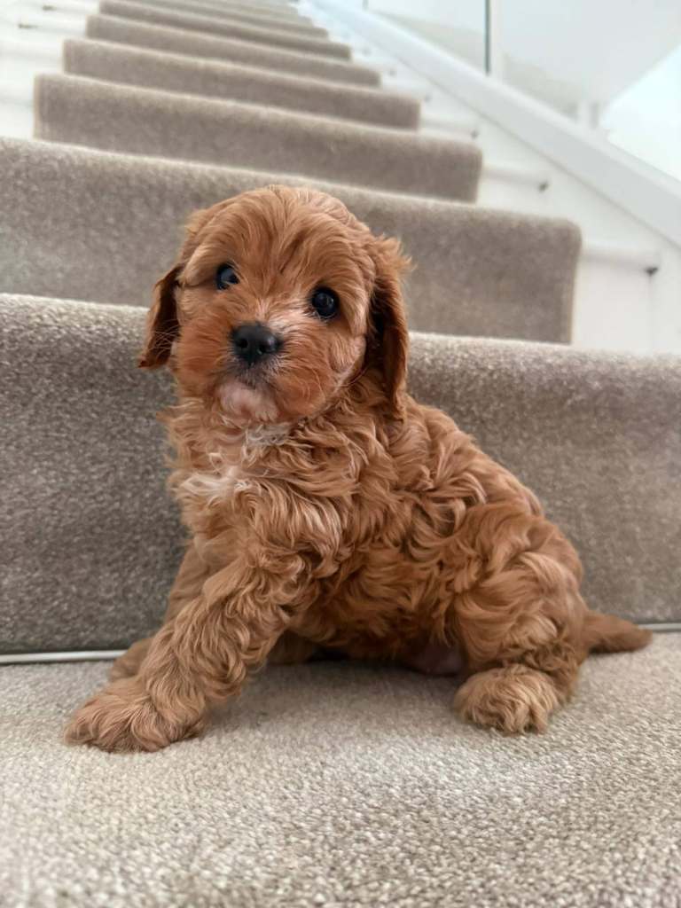 Extensively health tested Red Cavapoo Puppies