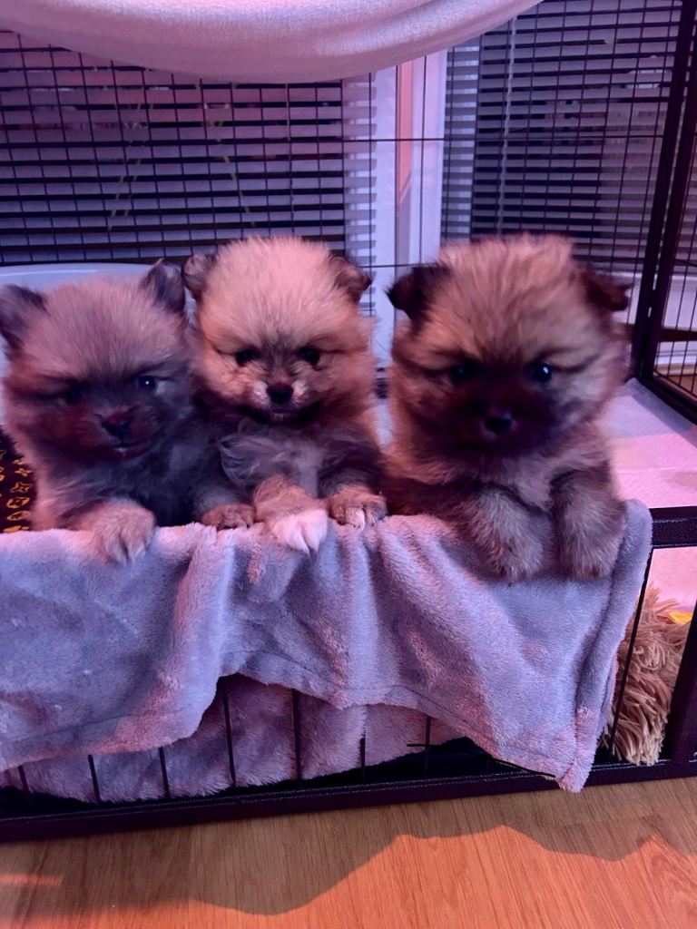 image for Pomeranian Puppies 