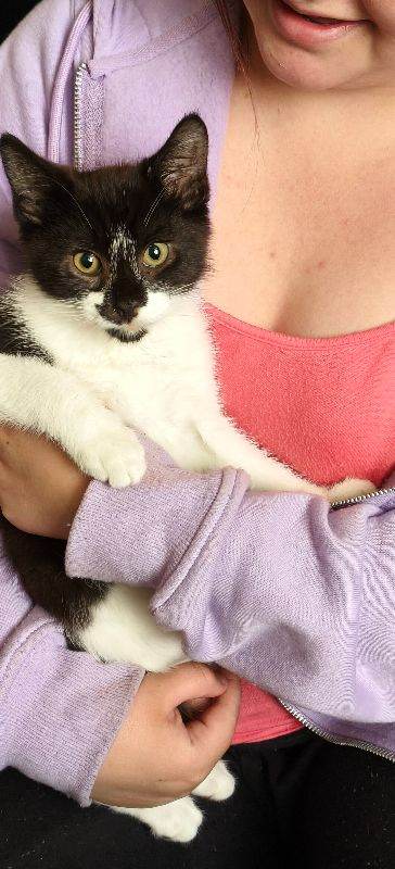 10 week old kittens 