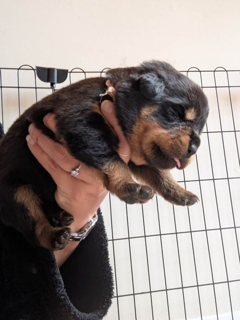 Rottweiler pups