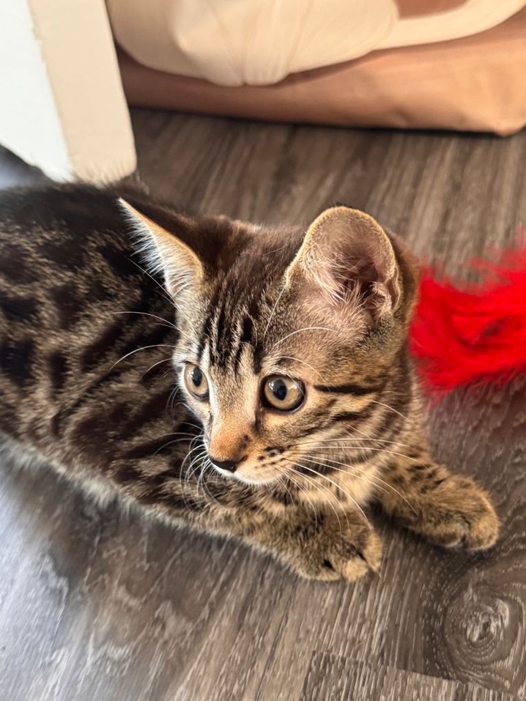 Gorgeous female cross bengal kitten 