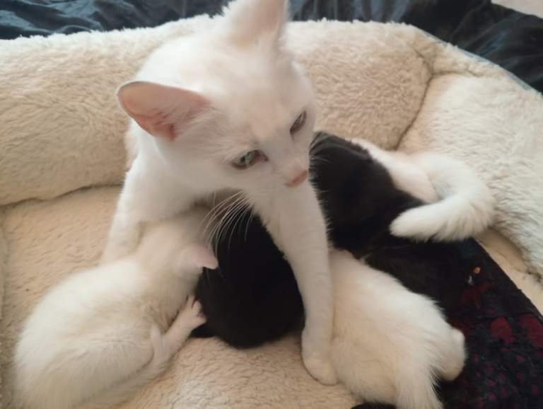 Beautiful Kittens for sale