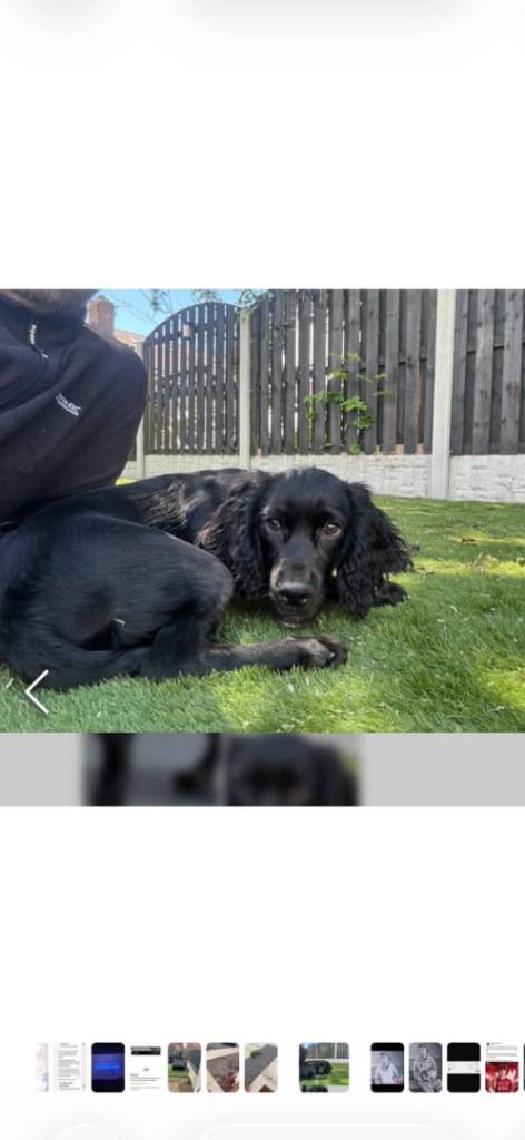 Lovely Black Cocker Spaniel Looking for a New Home
