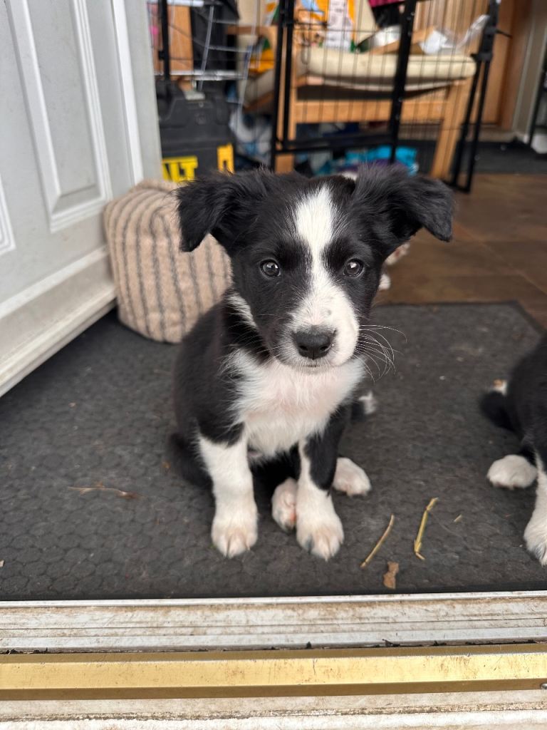 🐾 LAST FEW BORDER COLLIE PUPPIES SEEKING THEIR FOREVER HUMANS! 🐾