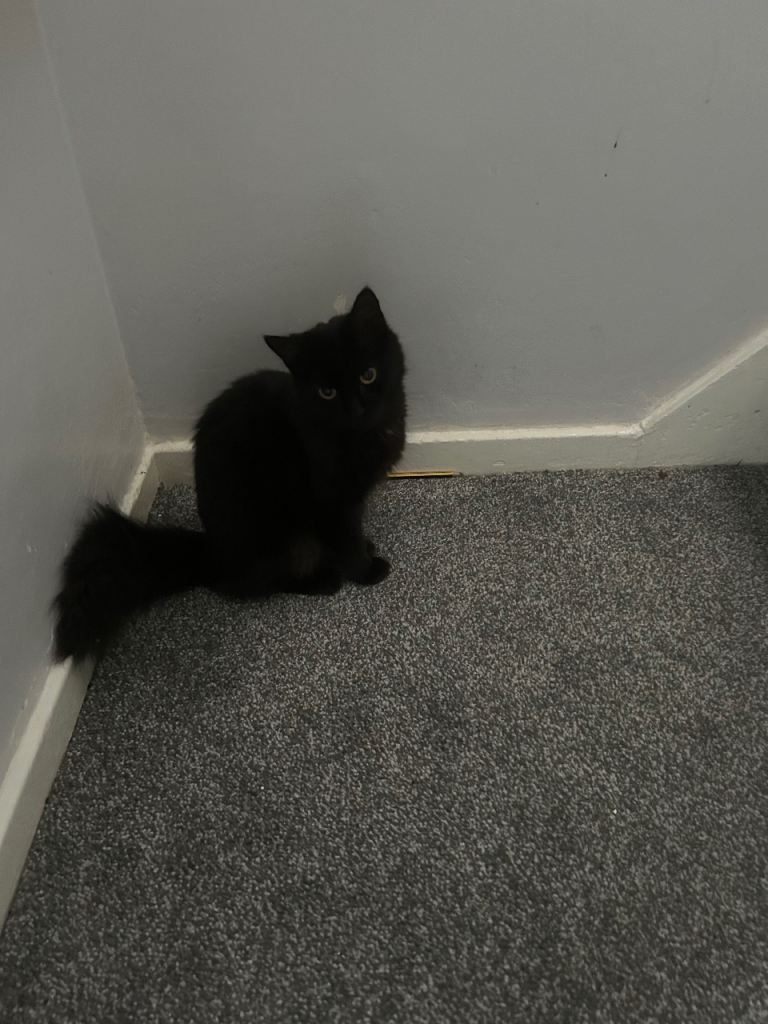 2 cats need rehoming