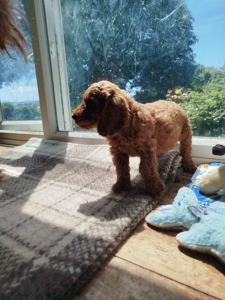 Cockapoo f2 Ready now