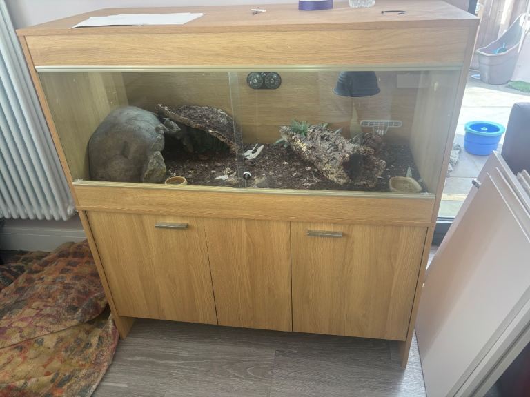 Large vivarium with leopard Geko