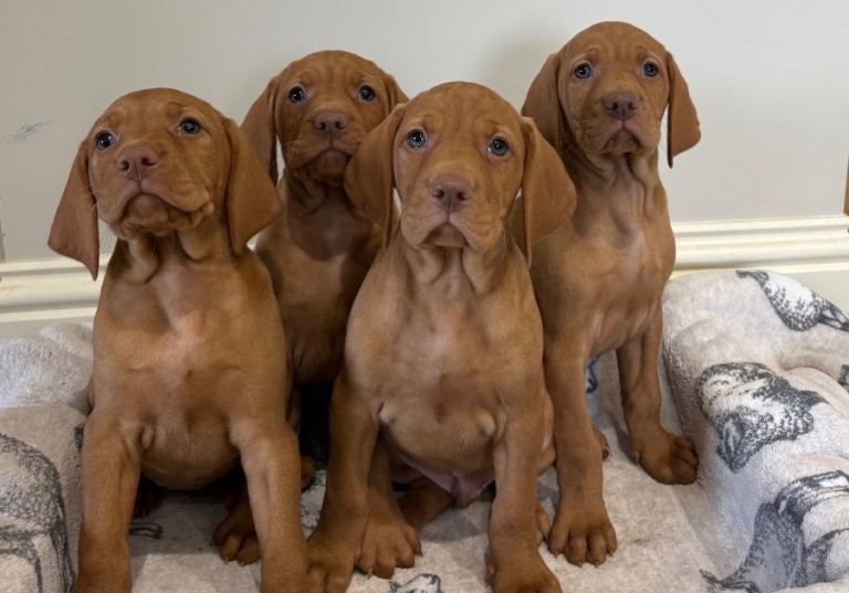 Hungarian Vizsla pups