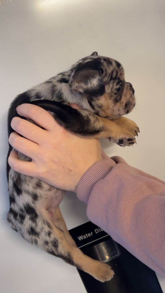 French bulldog pup last one 