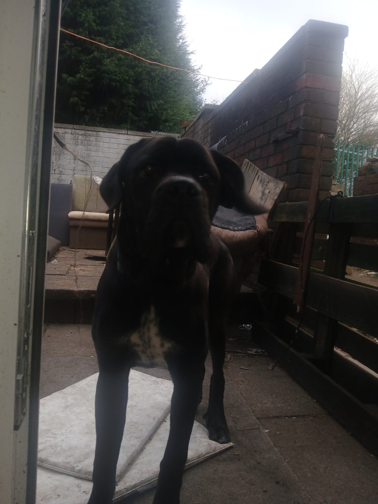 For sale my can corso 7 motnsh old male full cane corso