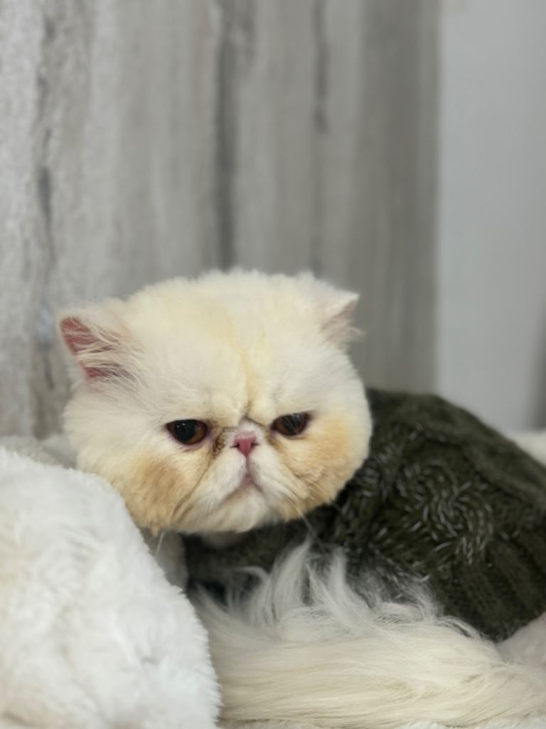 Persian male 