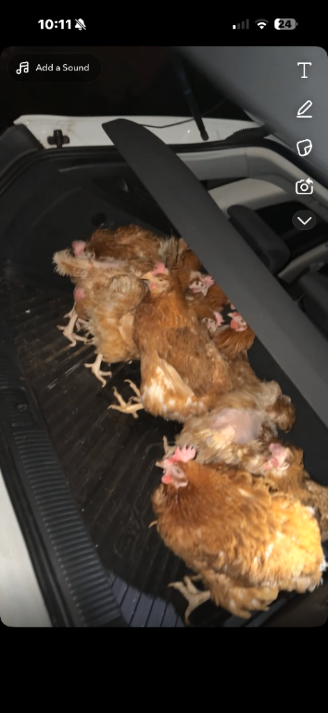 Laying hens for sale
