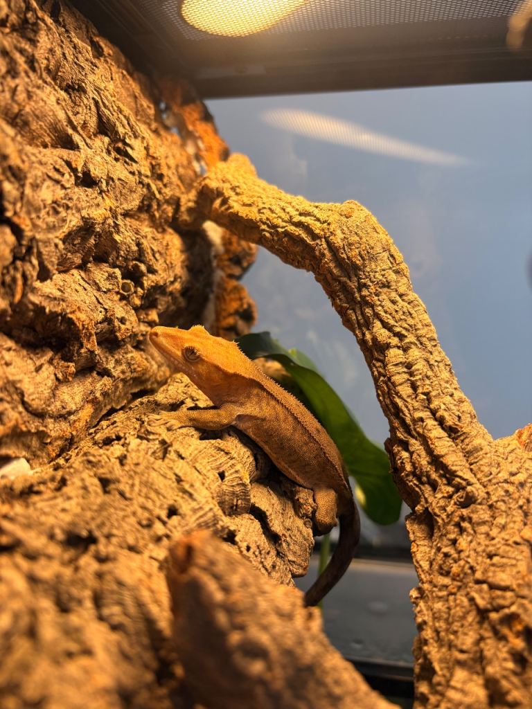 Crested gecko and enclosure 