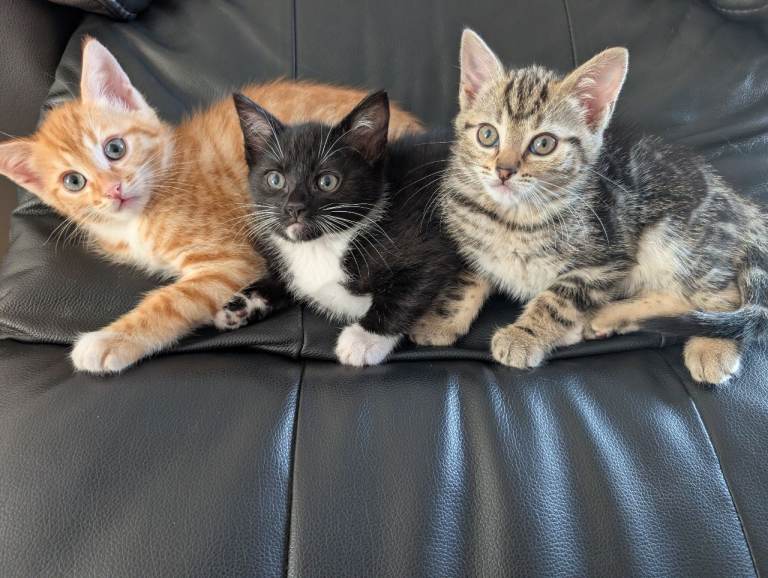 Adorable Kittens Ready for Their Forever Homes