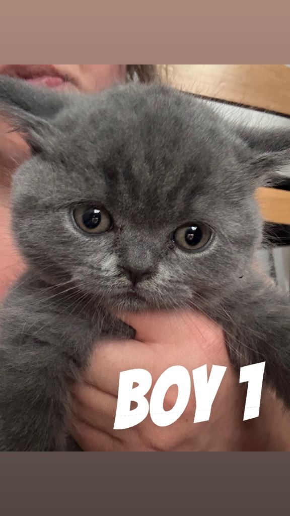 British shorthair kittens
