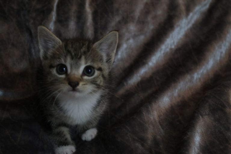 kittens looking for their forever home