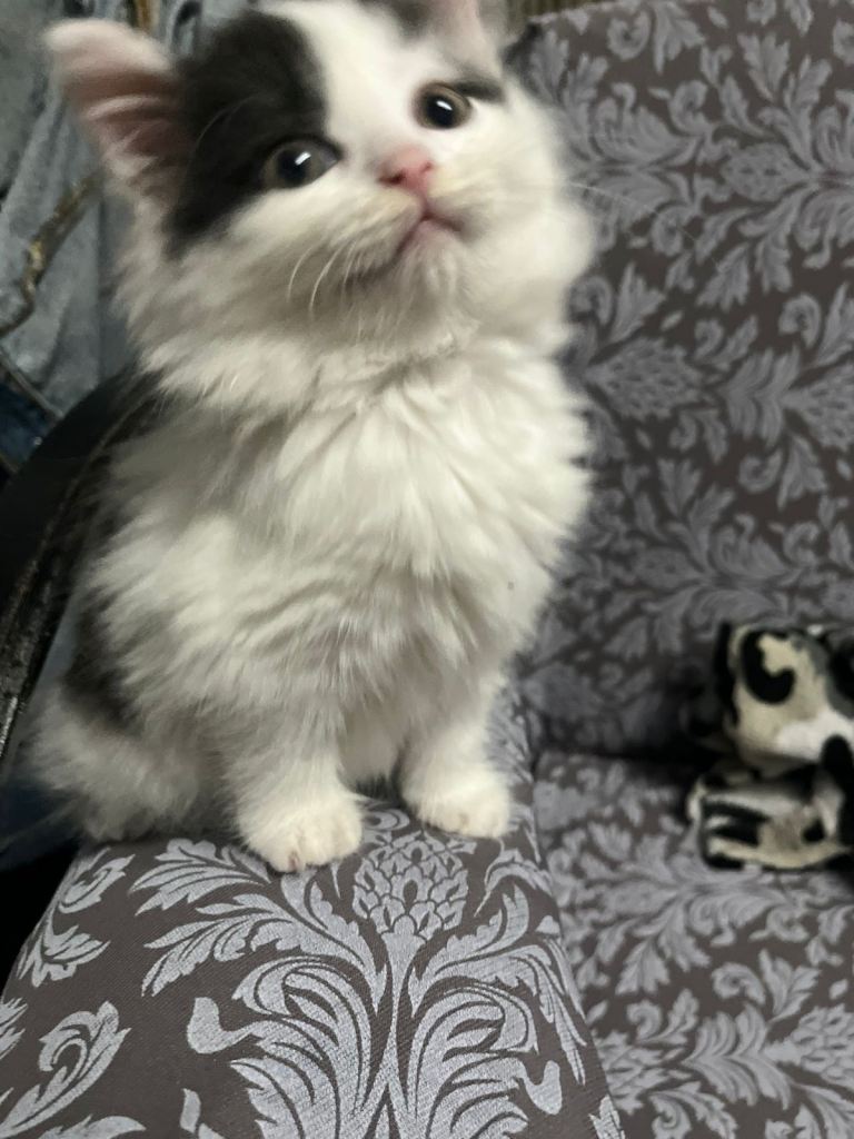 Fluffy female kitten-| 8 weeks