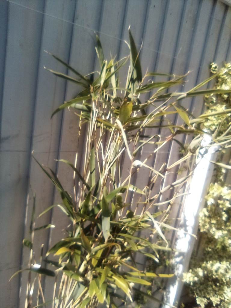 Tall mature bamboo plant  - £7