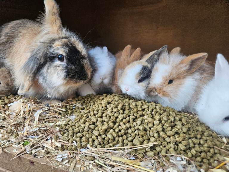 7 LionLop babies READY 3rd July