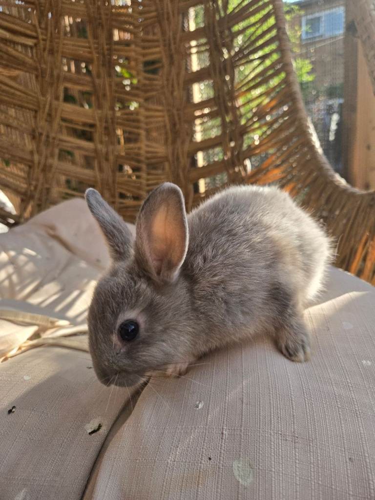 Netherland dwarf 