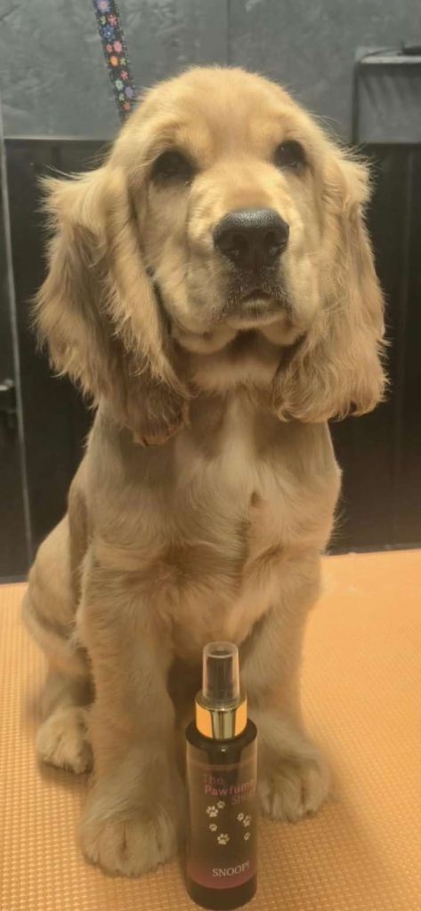 Show cocker spaniel