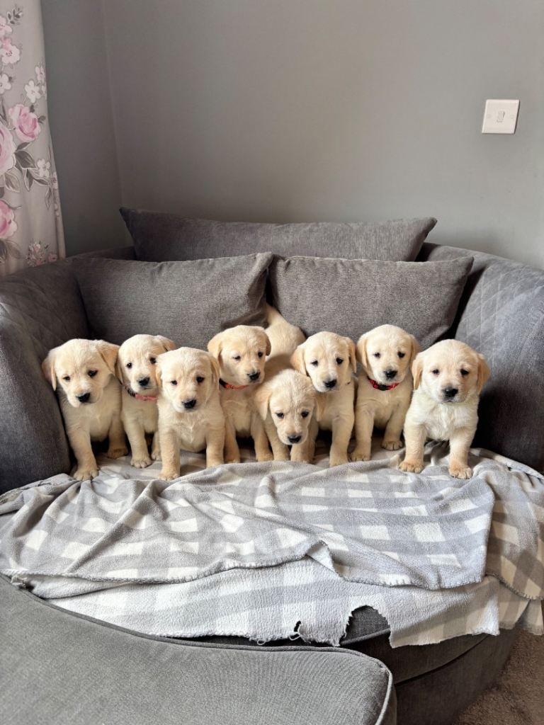 ‘Goldadors’ - golden retriever/labrador