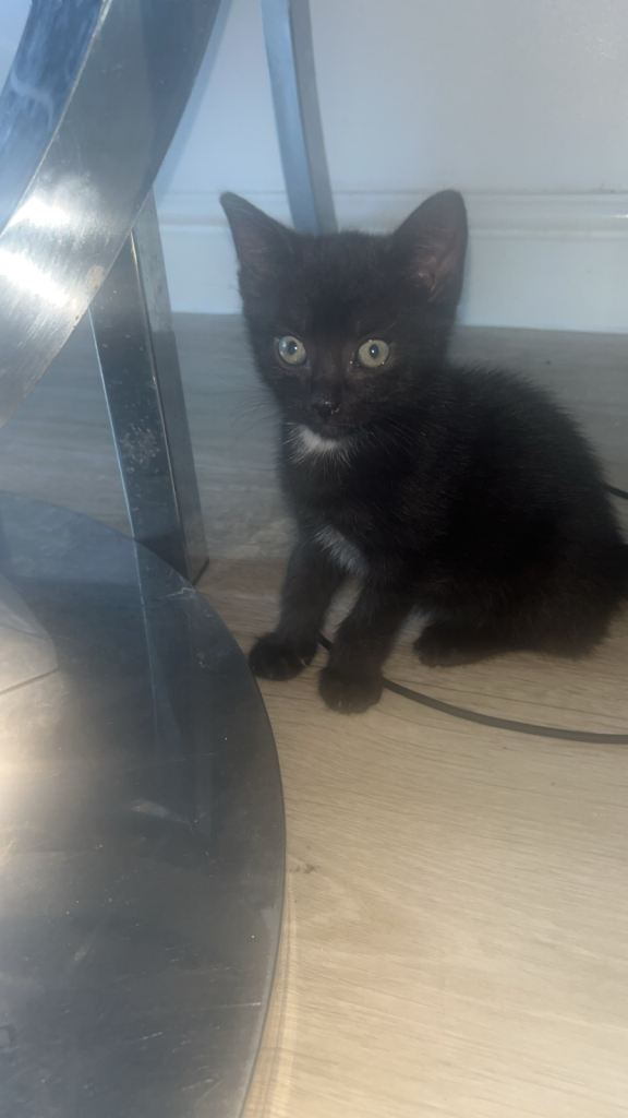 Kitten